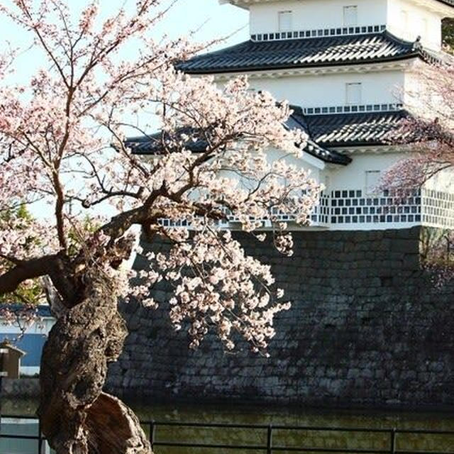 新発田城と桜　2022年４月１０日
