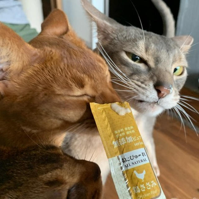 ぼくちんのお誕生日にねこぴゅーれ