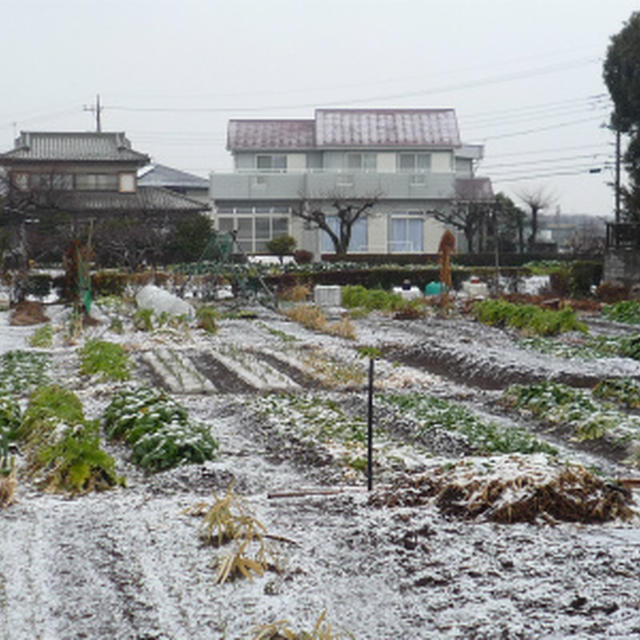 初雪と可愛いお宅♪