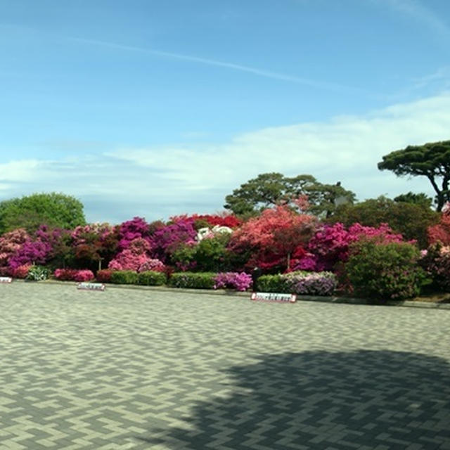 館林　つつじが岡公園の満開のつつじ