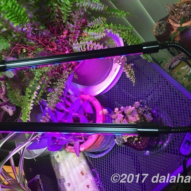 【レビュー】 植物育成LED照明（ライト）赤色・青色LED効果で光合成促進！室内でもグングン育つ