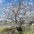 桜2020。川沿いの桜。