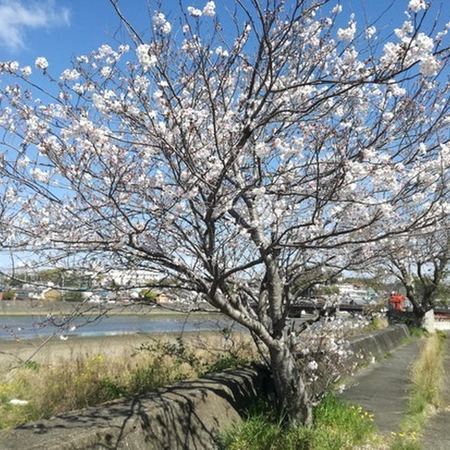 桜2020。川沿いの桜。