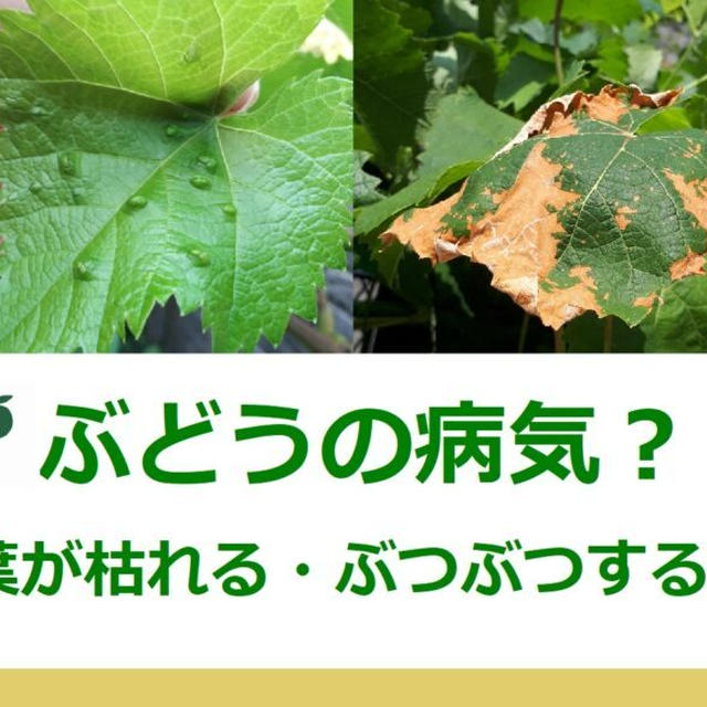 ぶどうの葉の病気？葉が枯れる・ぶつぶつするのは「ハダニ」の仕業だった!!