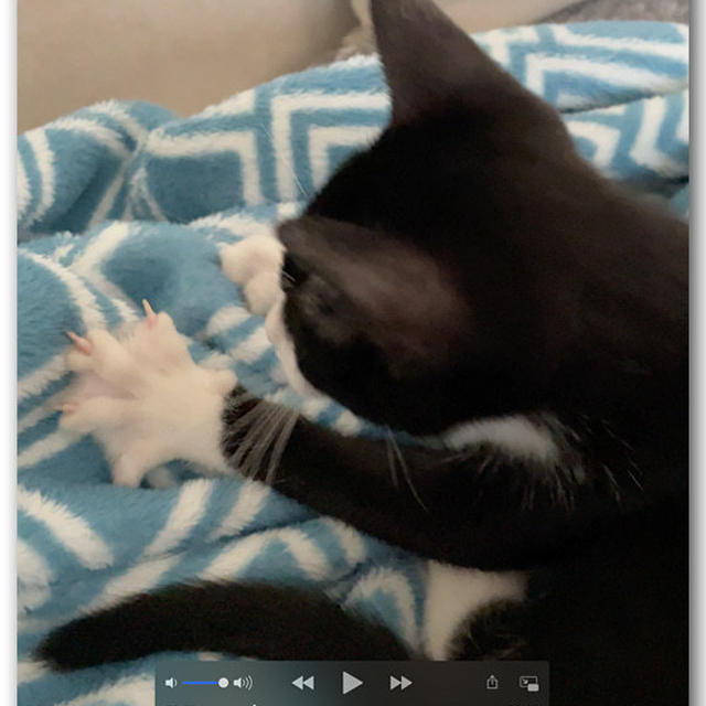 本日の仔猫ちゃん１９ 〜動画付き〜