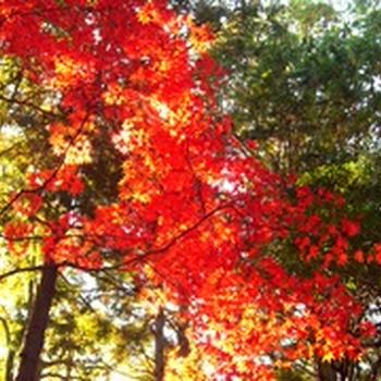 京都紅葉09?A