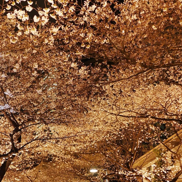 夜桜♡スペイン坂/アークヒルズ
