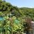 プランター菜園（9月中旬）☆夏野菜も終了？！