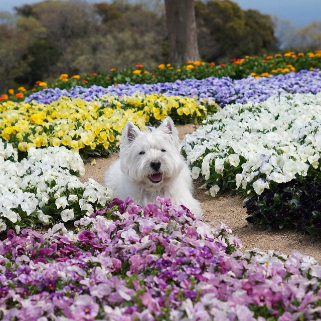 あわじ花さじき