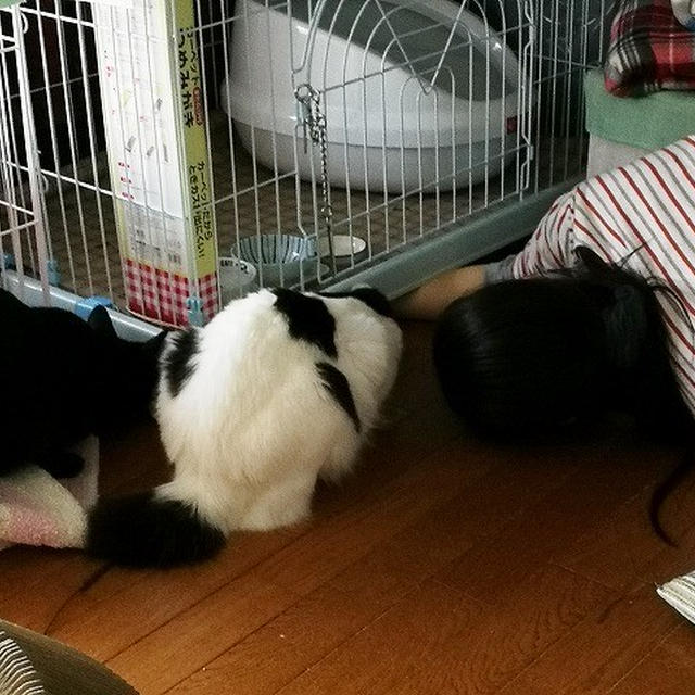 【小梅・さくら・桃之介通信】何があるかな？