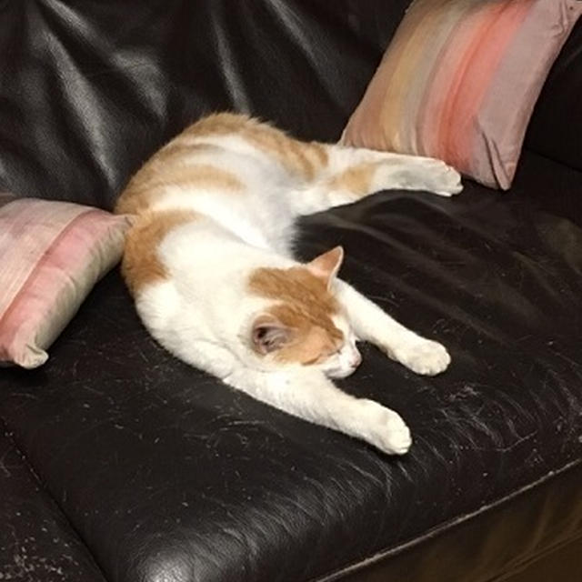 夜は一人飲み