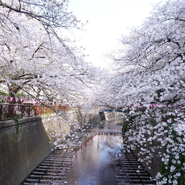 180分待ち‼︎ で絶景を堪能♡と平成最後のお花見♡
