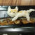 猫と今日は一汁三菜の日