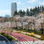 ミッドタウンの桜