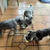 犬用おからご飯
