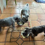 犬用おからご飯