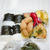 １０月２２日(木)のお弁当　ぎゅうぎゅう詰めになっちゃった【自家製冷凍グラタン】