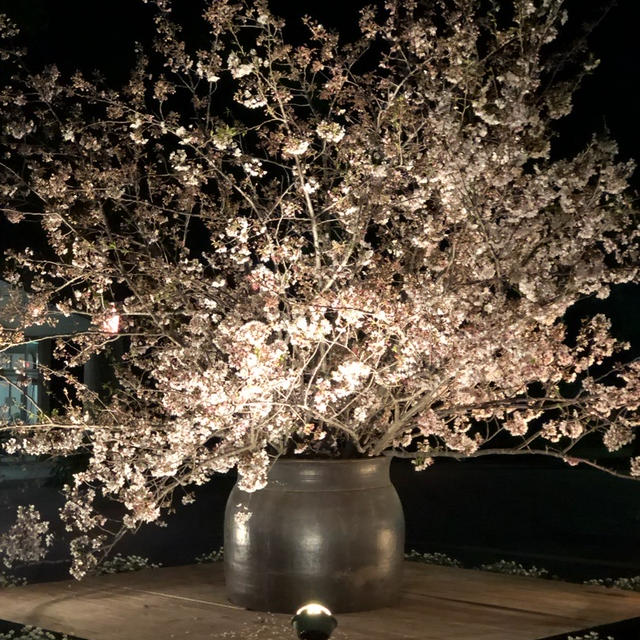 夜桜♡