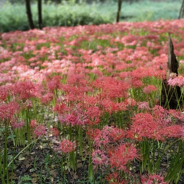 曼珠沙華まつり