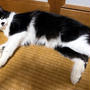 涼しい場所は猫に聞け