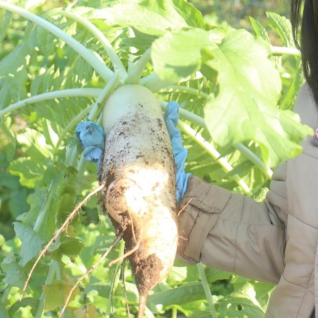 実家の畑で収穫祭。