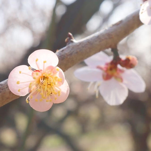 かめだ梅の花巡りに行ってきました①可愛らしい梅に癒やされました〜