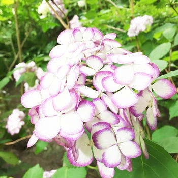 鎌倉～紫陽花巡り