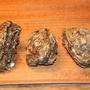 岩牡蠣とシャコ