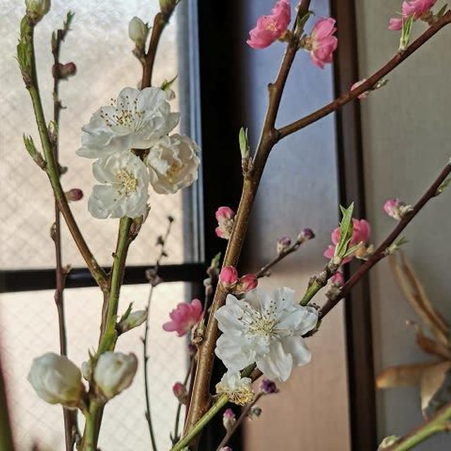 あっと言う間にポンと咲いた！