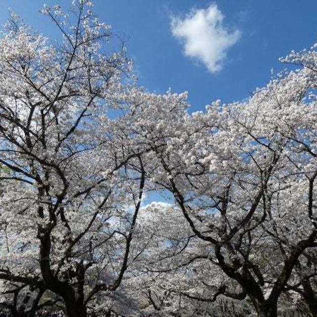 お花見2024　in光が丘公園