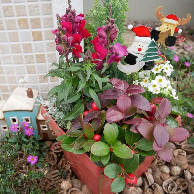 玄関用クリスマスの寄せ植え