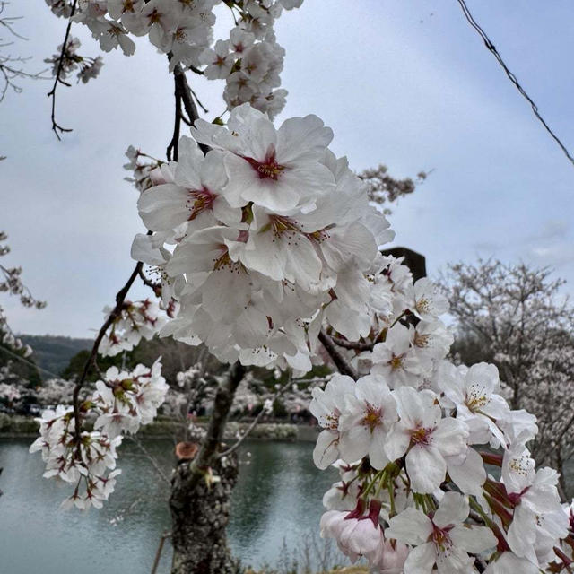 晴れ女のお花見日和