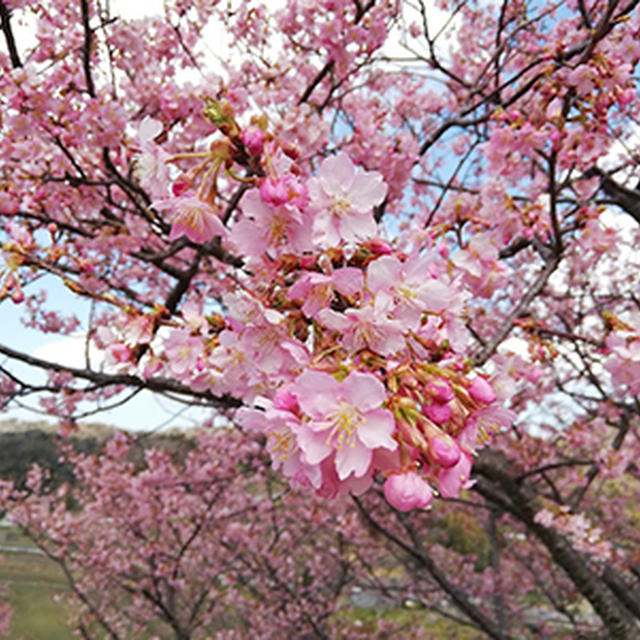 河津桜を見に‥