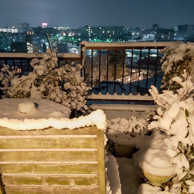 都内に大雪警報…雪、こんなちょっとなのにね
