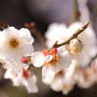 新潟市蒲原神社の梅①2022年4月