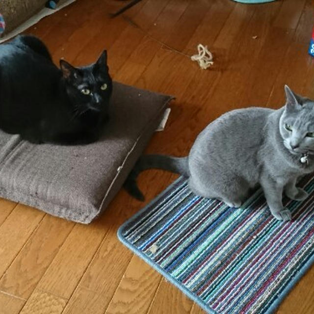 猫ｓの歯みがきの代わりに「リデンタウォータープラス」を使ってみました♪