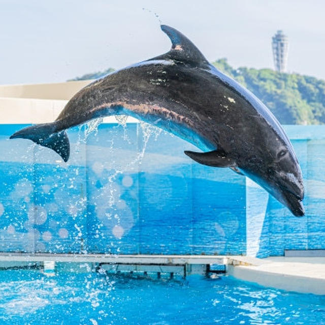 【アスリートフードマイスター】  水泳♡クロールが泳げるようになるまで（その２）水に潜りまくる！