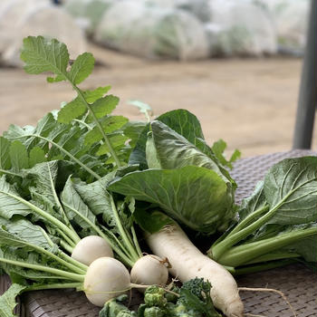 野菜の収穫→ワインに合う料理へ！