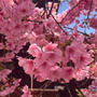 河津桜が満開！桜神宮