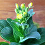 もうすぐ咲きそうなミニ青梗菜の花のお便りです。