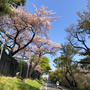 井の頭公園周辺で最後の花見チャンス☆八重桜が満開