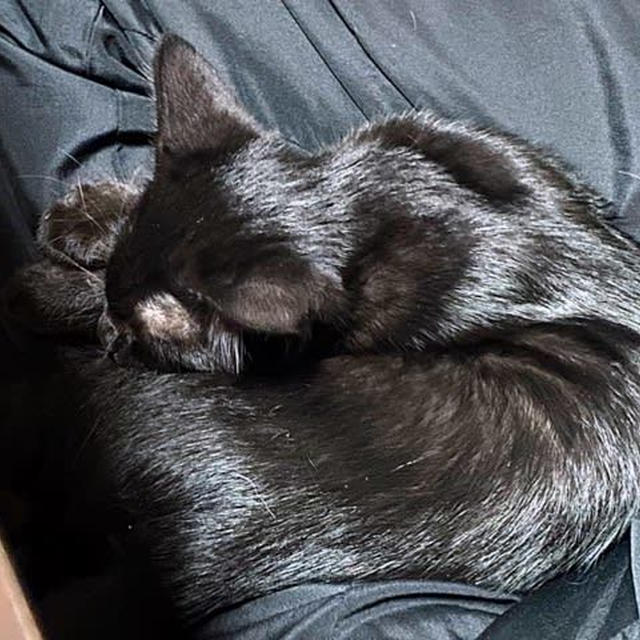 黒猫と保護色