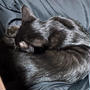 黒猫と保護色