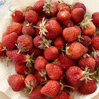 #自然農の畑　#自然農いちご　🍓　で　シロップを仕込む