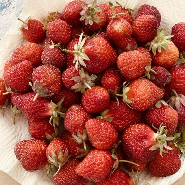 #自然農の畑　#自然農いちご　🍓　で　シロップを仕込む