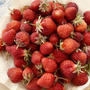 #自然農の畑　#自然農いちご　🍓　で　シロップを仕込む