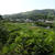 葉山農園（7月初旬）☆本格的な夏が来る前に♪