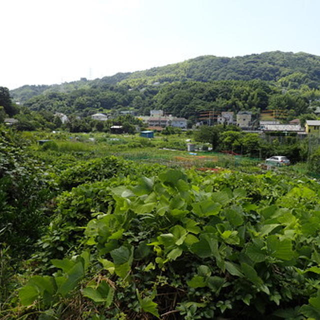 葉山農園（7月初旬）☆本格的な夏が来る前に♪