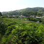 葉山農園（7月初旬）☆本格的な夏が来る前に♪