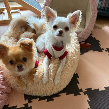 狂犬病予防接種とフィラリア検査(* ˘͈ ᵕ ˘͈ *)…♡ 2025.5.24